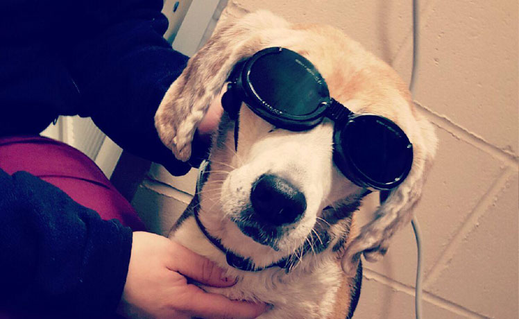 Dog Getting Laser Therapy