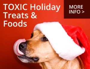 Toxic Holiday Treats & Foods