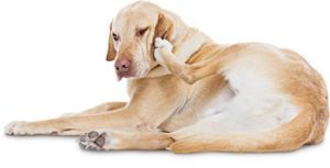 Does your poor pooch suffer from itchy skin? This new therapy can help!