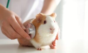 guinea-pig