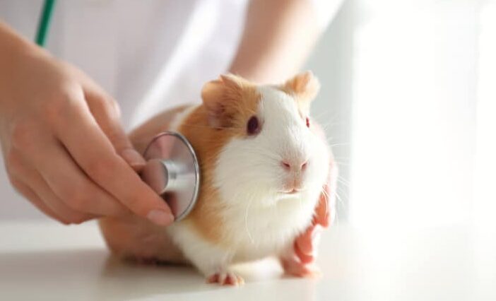 guinea-pig